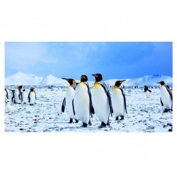 Sticker decorativ, Pinguini, 130 cm, 794STK Sticker decorativ, Pinguini, 130 cm, 794STK