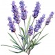 Sticker decorativ, Lavanda, Mov, 61 cm, 1339STK-8 Sticker decorativ, Lavanda, Mov, 61 cm, 1339STK-8